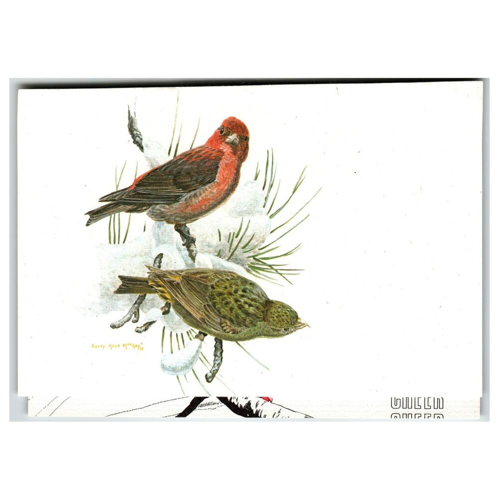 Vintage Barry Kent Mackay '78 Bird Art Postcard - Finches in Snow BWD